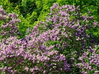 38869CrLe2 - Biking with Beth along the Waterfront Trail, from Petticoat Creek.JPG